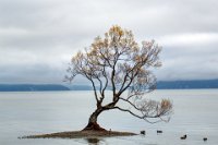 Wanaka tree 7848-52 crop web with ducks NZ 2017